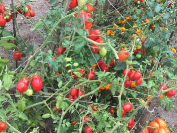 San Marzano 2 tomatoes, 2016